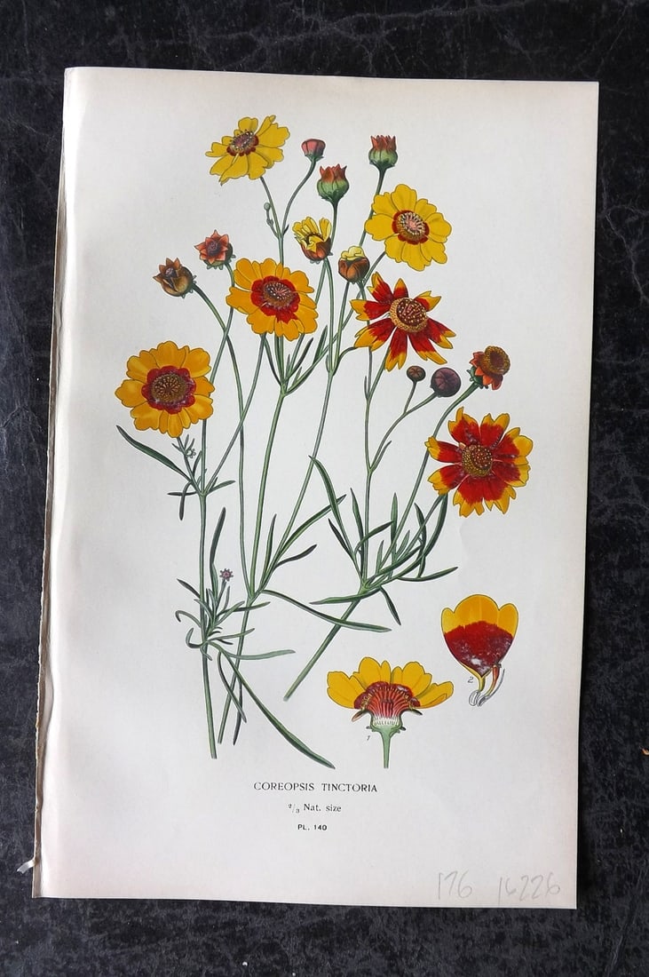 Step, Edward 1897 Antique Botanical Print. Coreopsis Tinctoria 140: Chromolithograph Published 1896-97 by Frederick Warne & Co., London for "Favourite Flowers of Garden and Greenhouse" by Edward Step and William Watson. Paper Size: 9 x 6 inch (23 x 15cm) Good Conditio