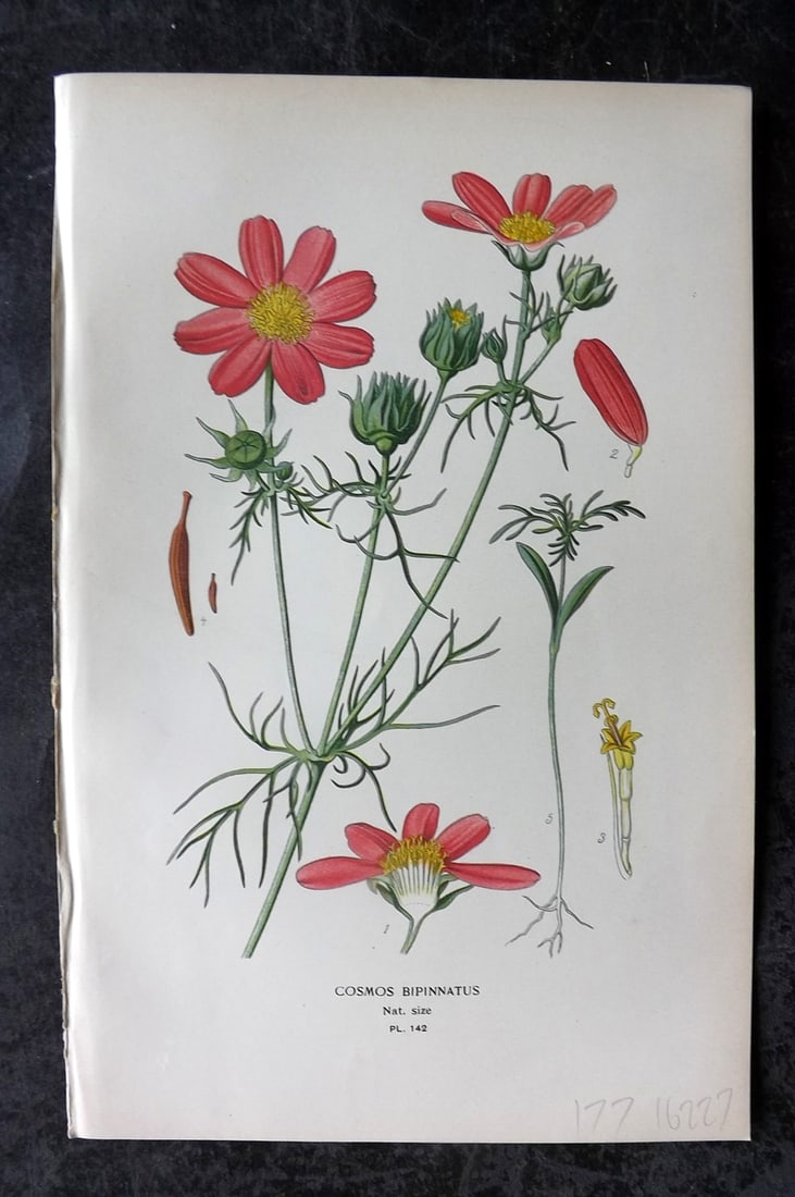 Step, Edward 1897 Antique Botanical Print. Cosmos Bipinnatus 142: Chromolithograph Published 1896-97 by Frederick Warne & Co., London for "Favourite Flowers of Garden and Greenhouse" by Edward Step and William Watson. Paper Size: 9 x 6 inch (23 x 15cm) Good Conditio