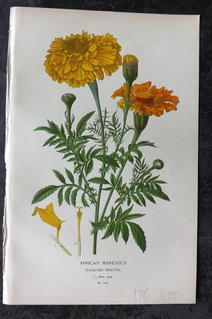 Step, Edward 1897 Antique Botanical Print. African Marigold 144: Chromolithograph Published 1896-97 by Frederick Warne & Co., London for "Favourite Flowers of Garden and Greenhouse" by Edward Step and William Watson. Paper Size: 9 x 6 inch (23 x 15cm) Good Conditio