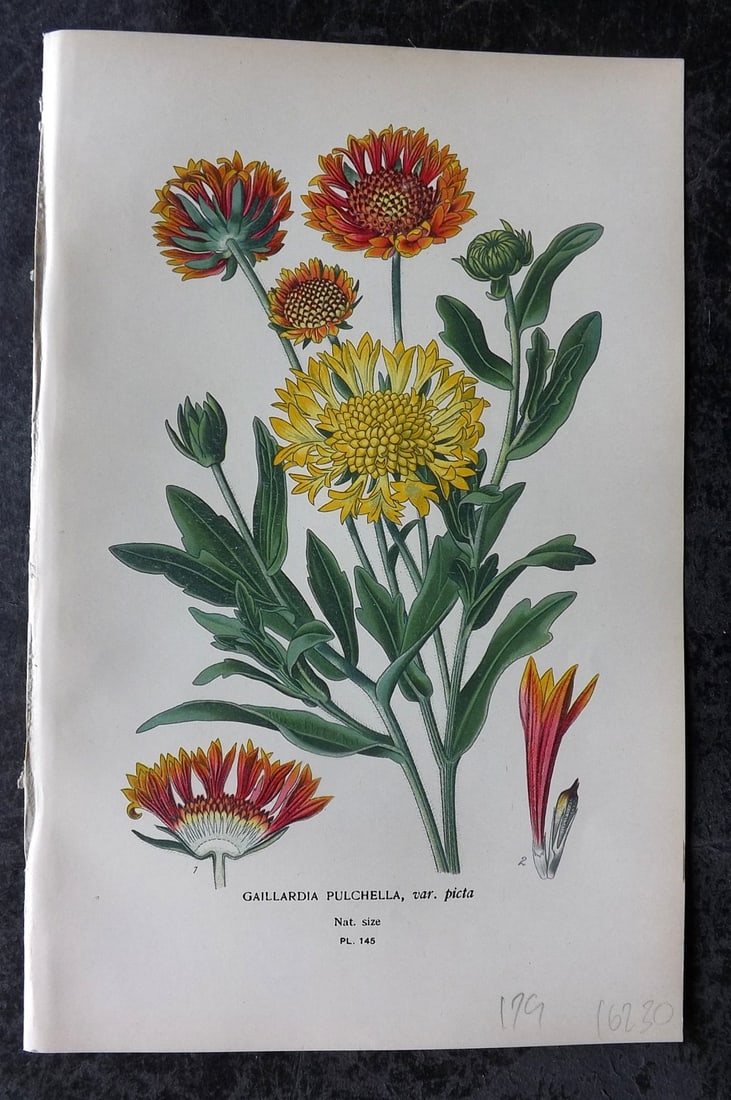 Step, Edward 1897 Antique Botanical Print. Gaillardia Pulchella 145: Chromolithograph Published 1896-97 by Frederick Warne & Co., London for "Favourite Flowers of Garden and Greenhouse" by Edward Step and William Watson. Paper Size: 9 x 6 inch (23 x 15cm) Good Conditio