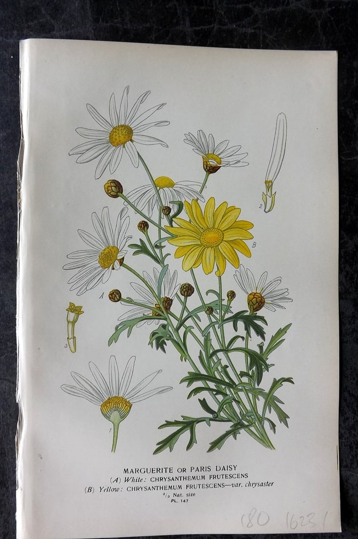 Step, Edward 1897 Antique Botanical Print. Marguerite or Paris Daisy 147: Chromolithograph Published 1896-97 by Frederick Warne & Co., London for "Favourite Flowers of Garden and Greenhouse" by Edward Step and William Watson. Paper Size: 9 x 6 inch (23 x 15cm) Good Conditio