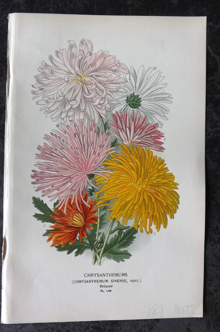 Step, Edward 1897 Antique Botanical Print. Chrysanthemums 148: Chromolithograph Published 1896-97 by Frederick Warne & Co., London for "Favourite Flowers of Garden and Greenhouse" by Edward Step and William Watson. Paper Size: 9 x 6 inch (23 x 15cm) Good Conditio