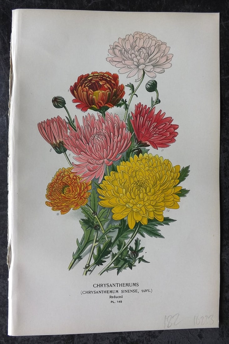Step, Edward 1897 Antique Botanical Print. Chrysanthemums 149: Chromolithograph Published 1896-97 by Frederick Warne & Co., London for "Favourite Flowers of Garden and Greenhouse" by Edward Step and William Watson. Paper Size: 9 x 6 inch (23 x 15cm) Good Conditio