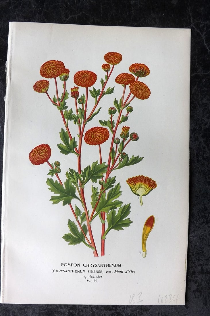 Step, Edward 1897 Antique Botanical Print. Pompon Chrysanthemum 150: Chromolithograph Published 1896-97 by Frederick Warne & Co., London for "Favourite Flowers of Garden and Greenhouse" by Edward Step and William Watson. Paper Size: 9 x 6 inch (23 x 15cm) Good Conditio