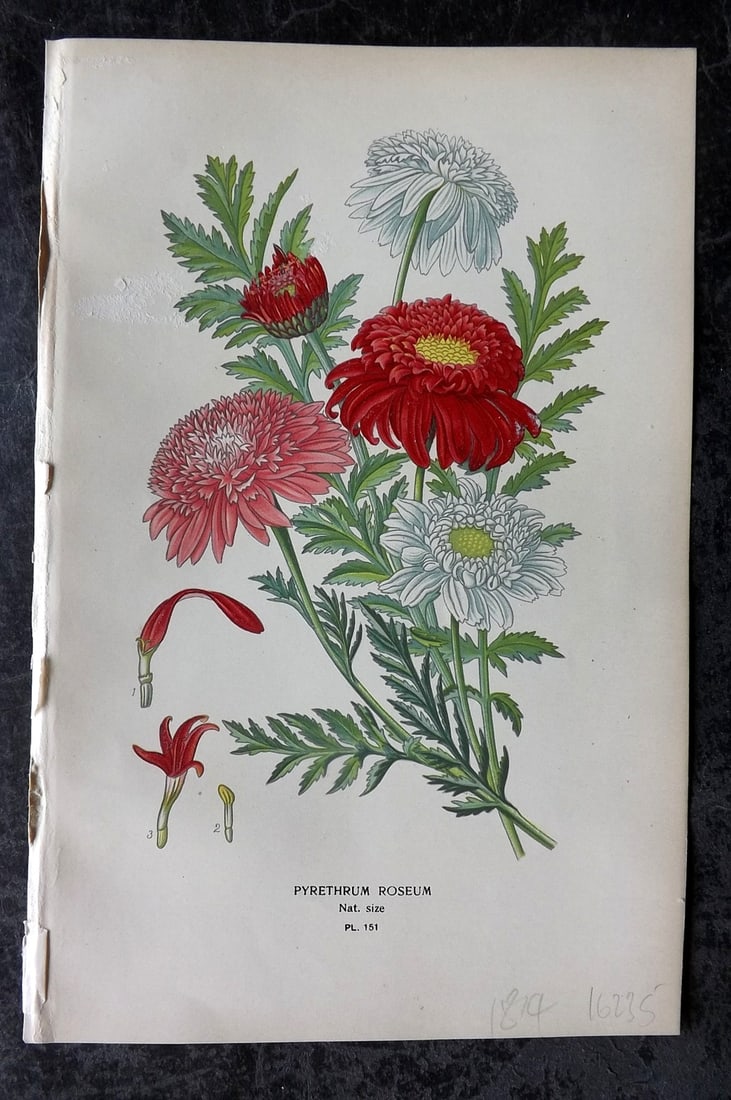 Step, Edward 1897 Antique Botanical Print. Pyrethrum Roseum 151: Chromolithograph Published 1896-97 by Frederick Warne & Co., London for "Favourite Flowers of Garden and Greenhouse" by Edward Step and William Watson. Paper Size: 9 x 6 inch (23 x 15cm) Good Conditio