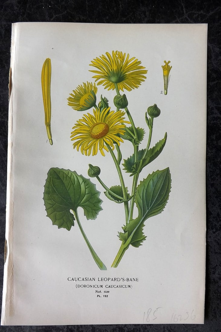 Step, Edward 1897 Antique Botanical Print. Caucasian Leopard's-Bane 152: Chromolithograph Published 1896-97 by Frederick Warne & Co., London for "Favourite Flowers of Garden and Greenhouse" by Edward Step and William Watson. Paper Size: 9 x 6 inch (23 x 15cm) Good Conditio