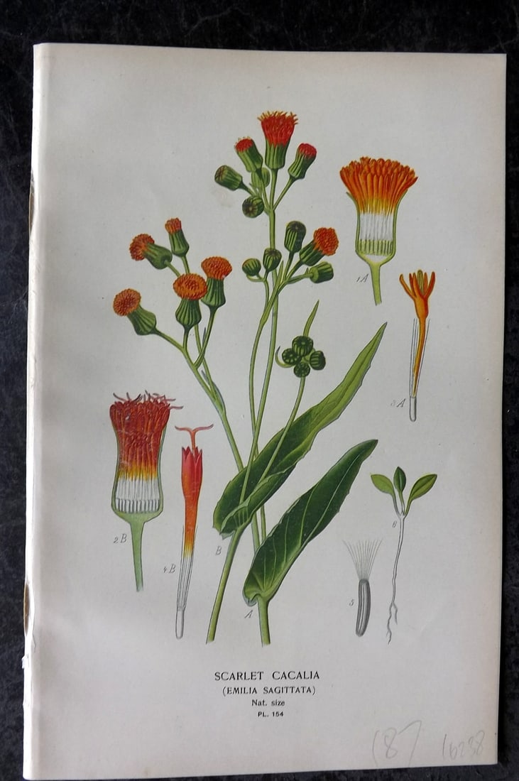 Step, Edward 1897 Antique Botanical Print. Scarlet Cacalia 154: Chromolithograph Published 1896-97 by Frederick Warne & Co., London for "Favourite Flowers of Garden and Greenhouse" by Edward Step and William Watson. Paper Size: 9 x 6 inch (23 x 15cm) Good Conditio