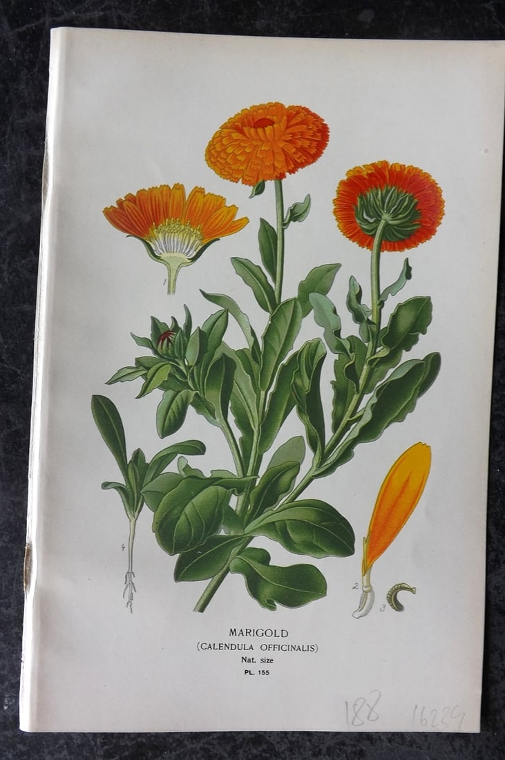 Step, Edward 1897 Antique Botanical Print. Marigold 155: Chromolithograph Published 1896-97 by Frederick Warne & Co., London for "Favourite Flowers of Garden and Greenhouse" by Edward Step and William Watson. Paper Size: 9 x 6 inch (23 x 15cm) Good Conditio