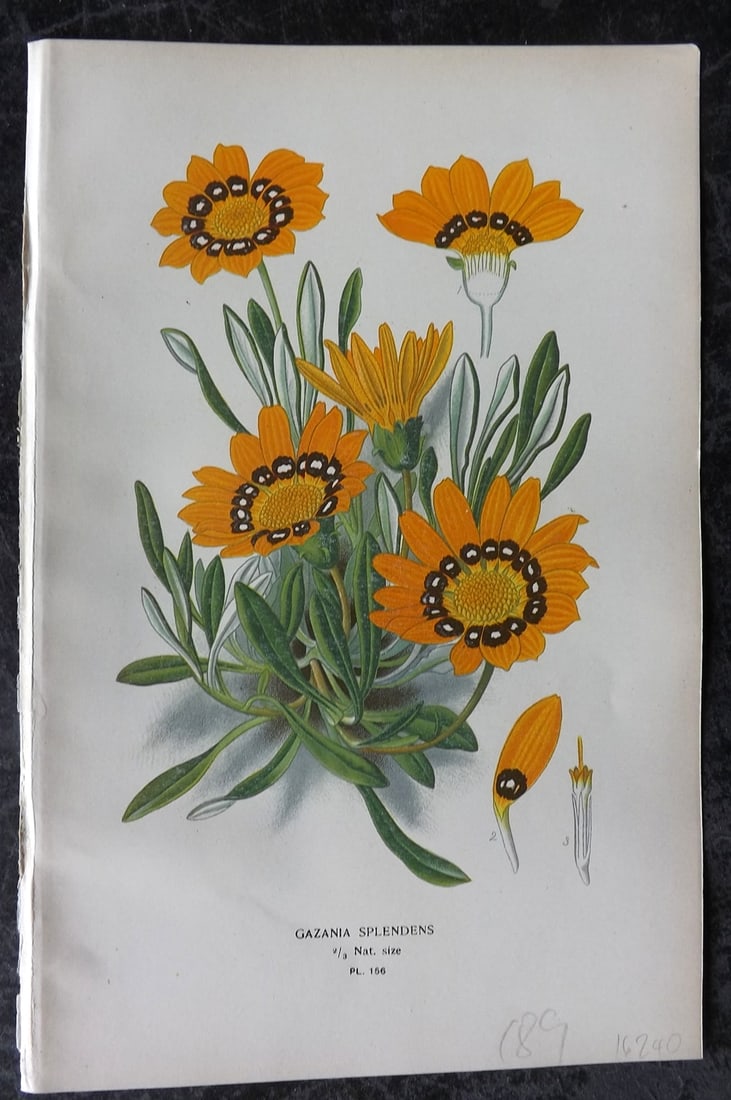 Step, Edward 1897 Antique Botanical Print. Gazania Splendens 156: Chromolithograph Published 1896-97 by Frederick Warne & Co., London for "Favourite Flowers of Garden and Greenhouse" by Edward Step and William Watson. Paper Size: 9 x 6 inch (23 x 15cm) Good Conditio