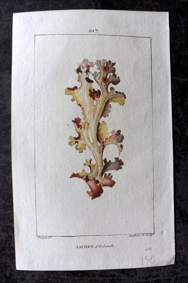 Turpin, Pierre 1828 Botanical Print. Lichen d'Islande: Color Printed Stipple Engraving Published 1828-32, Paris for "Flore Medicale" by Francois-Pierre Chaumeton and others. Illustrated by Ernestine Panckouke and Pierre Turpin. Paper Size: 8 x 5 inch (20 