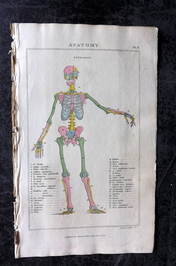 Good, John 1813 Hand Col Anatomy Print. Osteology 10 (1 of 1)