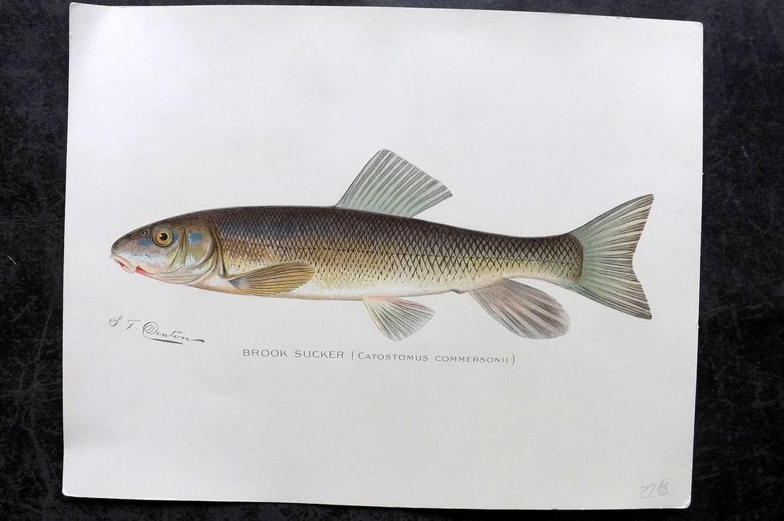 Denton, Sherman 1902 Folio Fish Print. Brook Sucker (1 of 1)