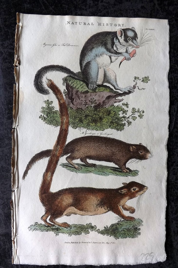Good, John 1813 Hand Col Print. Fat Dormouse & Guerlinguetus Guyana Squirrel 173: Copper Plate Published 1806-13, London for "Pantologia: A New Cyclopaedia, Comprehending a Complete Series of Essays" by John Mason Good et al. Fine hand colour as issued. Paper Size: 9.5 x 6 inch (24