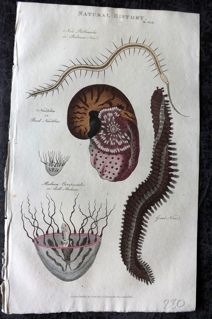 Good, John 1813 Hand Col Print. Medusa Jellyfish, Pearl Nautilus etc 149 (1 of 1)