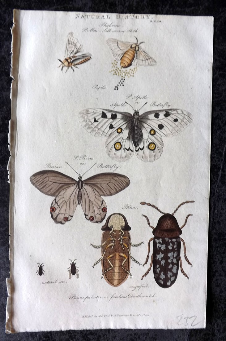Good, John 1813 Hand Col Print. Apollo & Pieria Moth, Ptinus, Silk Worm Moth 166 (1 of 1)