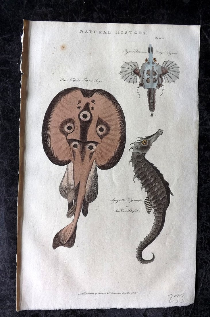 Good, John 1813 Hand Col Print. Torpedo Ray, Sea Horse, Dragon Pegasus 170: Copper Plate Published 1806-13, London for "Pantologia: A New Cyclopaedia, Comprehending a Complete Series of Essays" by John Mason Good et al. Fine hand colour as issued. Paper Size: 9.5 x 6 inch (24