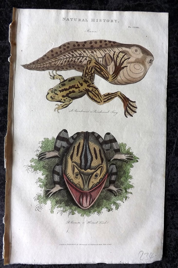 Good, John 1813 Hand Col Print. Horned Toad, Paradoxical Frog 171: Copper Plate Published 1806-13, London for "Pantologia: A New Cyclopaedia, Comprehending a Complete Series of Essays" by John Mason Good et al. Fine hand colour as issued. Paper Size: 9.5 x 6 inch (24