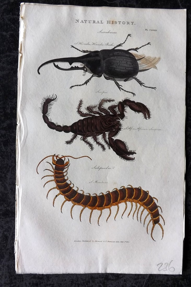Good, John 1813 Hand Col Print. Hecules Beetle, Scorpio, Scolopendra 172: Copper Plate Published 1806-13, London for "Pantologia: A New Cyclopaedia, Comprehending a Complete Series of Essays" by John Mason Good et al. Fine hand colour as issued. Paper Size: 9.5 x 6 inch (24