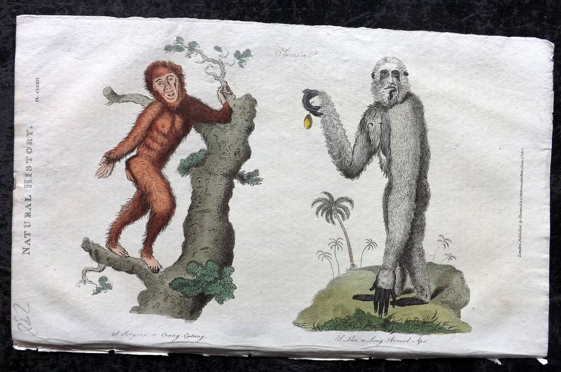 Good, John 1813 Hand Col Print. Orang Utan & Long Armed Ape: Copper Plate Published 1806-13, London for "Pantologia: A New Cyclopaedia, Comprehending a Complete Series of Essays" by John Mason Good et al. Fine hand colour as issued. Paper Size: 9.5 x 6 inch (24