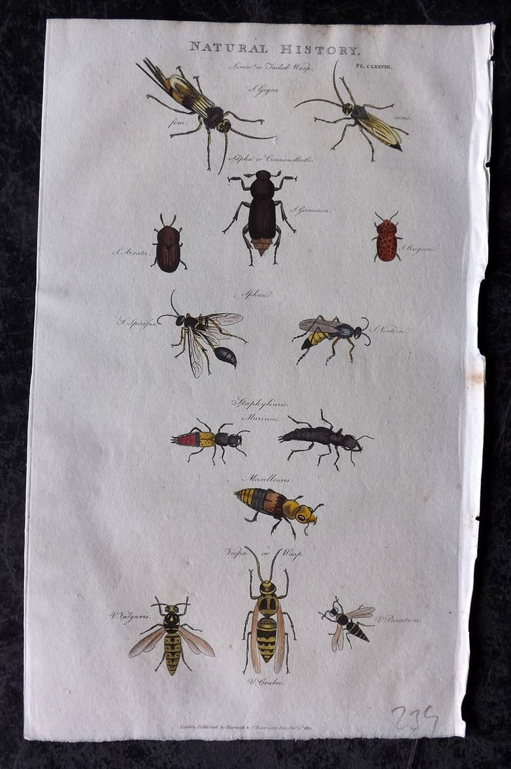 Good, John 1813 Hand Col Print. Wasps 178: Copper Plate Published 1806-13, London for "Pantologia: A New Cyclopaedia, Comprehending a Complete Series of Essays" by John Mason Good et al. Fine hand colour as issued. Paper Size: 9.5 x 6 inch (24