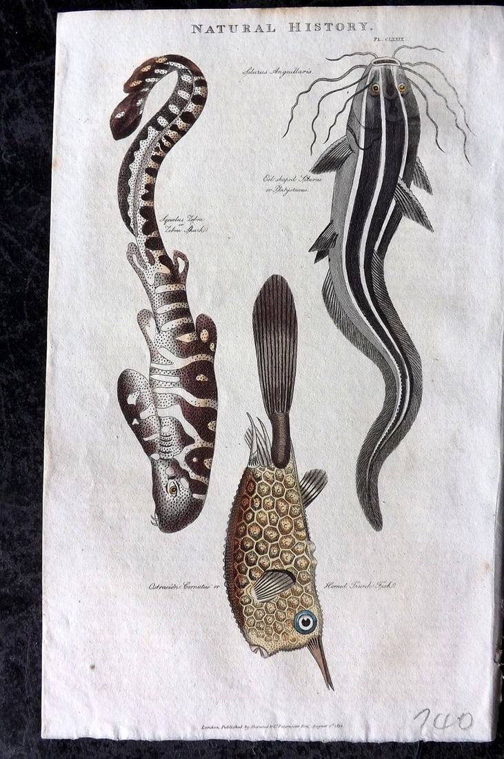 Good, John 1813 Hand Col Print. Zebra Shark, Trunk Fish, Platystacus 179: Copper Plate Published 1806-13, London for "Pantologia: A New Cyclopaedia, Comprehending a Complete Series of Essays" by John Mason Good et al. Fine hand colour as issued. Paper Size: 9.5 x 6 inch (24