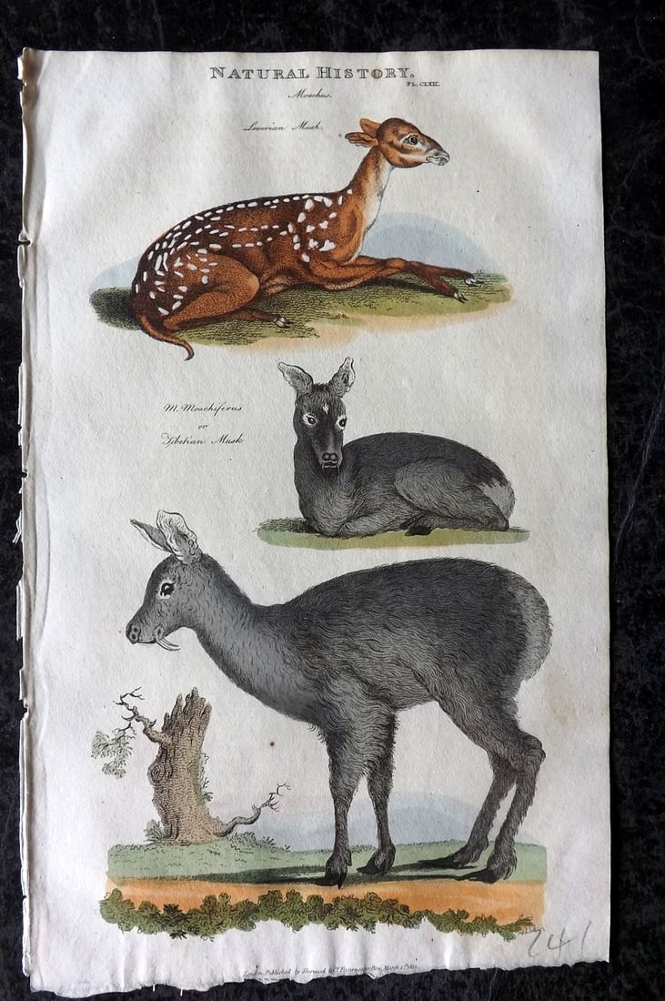 Good, John 1813 Hand Col Print. Musk Deer 162: Copper Plate Published 1806-13, London for "Pantologia: A New Cyclopaedia, Comprehending a Complete Series of Essays" by John Mason Good et al. Fine hand colour as issued. Paper Size: 9.5 x 6 inch (24