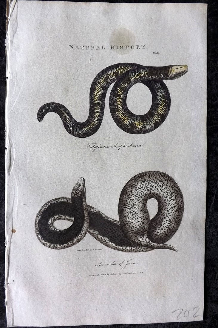 Good, John 1813 Hand Col Print. Fuliginous Amphisboena & Acrocordus of Java Snake 03: Copper Plate Published 1806-13, London for "Pantologia: A New Cyclopaedia, Comprehending a Complete Series of Essays" by John Mason Good et al. Fine hand colour as issued. Paper Size: 9.5 x 6 inch (24