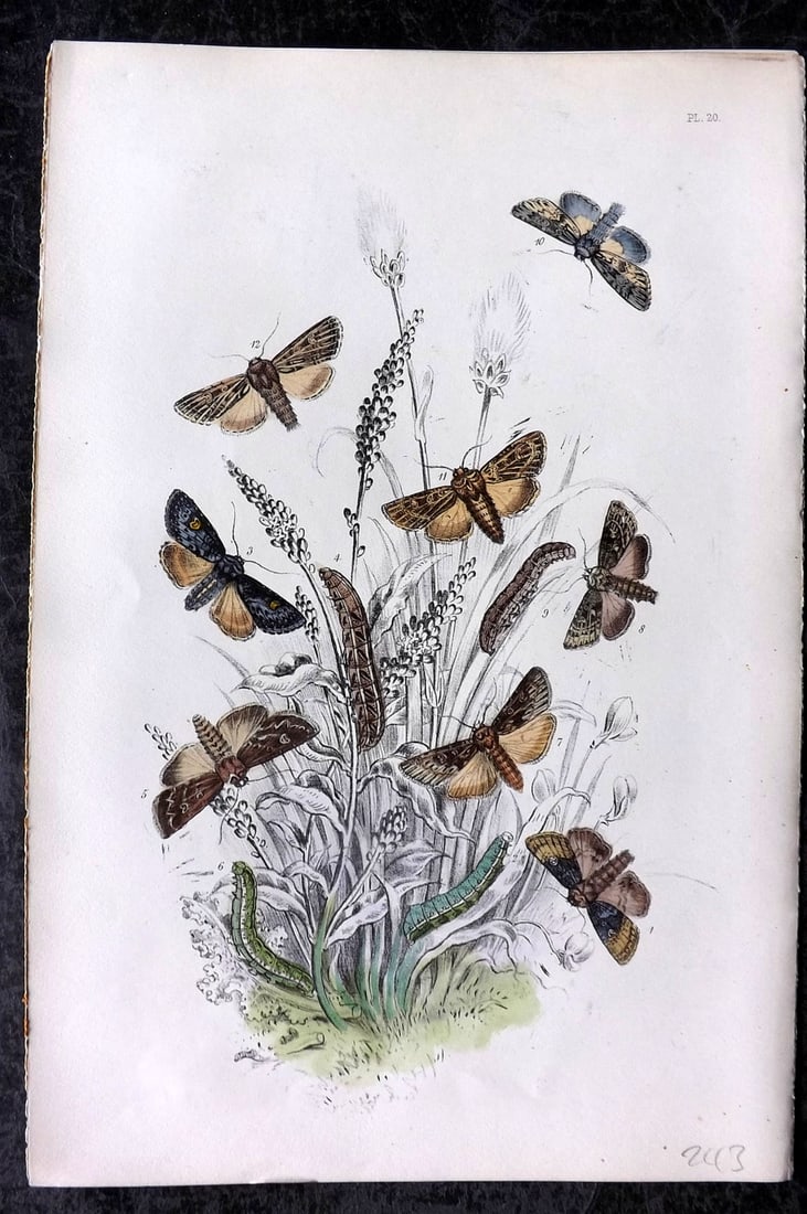 Humphreys, Noel 1860 Hand Colored Moth Print 20 (1 of 1)