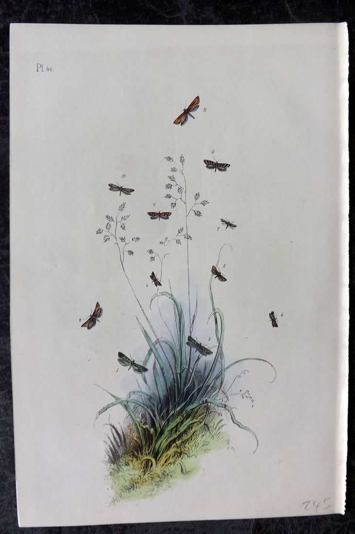Humphreys, Noel 1860 Hand Colored Moth Print 60: Hand Colored Lithograph Published 1858-60, London for "The Genera of British Moths" by Noel H. Humphreys. Paper Size: 10 x 7 inch (25 x 18cm) Good Condition