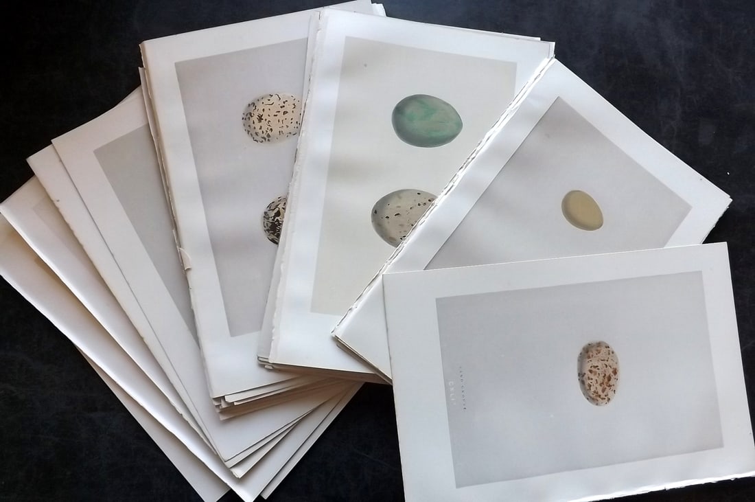Morris, Francis 1892 Lot of 36 Antique Bird Egg Prints: Woodblocks Published 1892, London for "A Natural History of the Nests and Eggs of British Birds" By the Rev. Francis Orpen Morris, printed Benjamin Fawcett. Paper Size: 10 x 7 nch (26 x 18cm) Very min