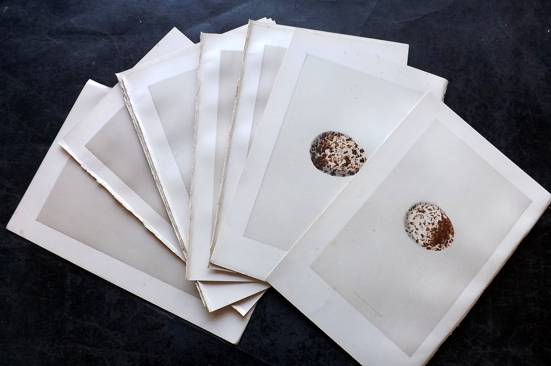 Morris, Francis 1892 Lot of 12 Antique Bird Egg Prints: Woodblocks Published 1892, London for "A Natural History of the Nests and Eggs of British Birds" By the Rev. Francis Orpen Morris, printed Benjamin Fawcett. Paper Size: 10 x 7 nch (26 x 18cm) Good Con