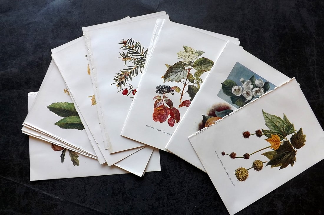 Boulger, George 1907 Lot of 16 Botanical & Fruit Prints (1 of 3)