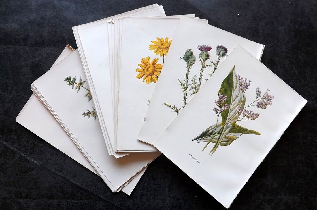 Hulme, Edward C1900 Lot of 50 Botanical Prints. Wild Flowers (1 of 8)
