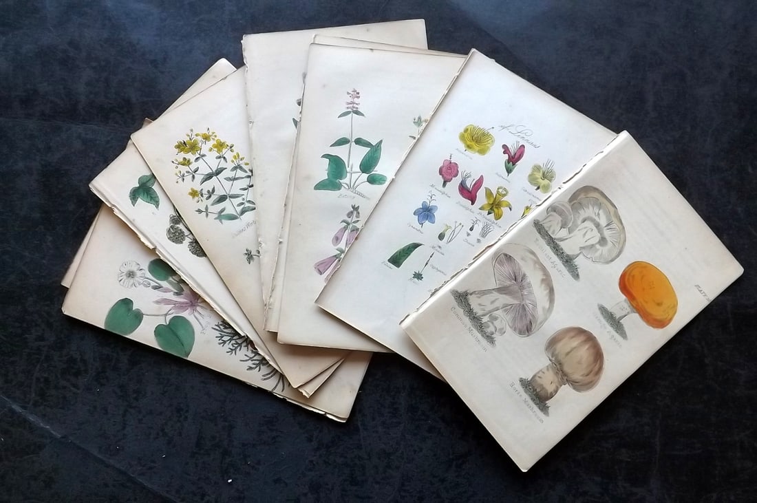 Brook, Richard C1855 Lot of 12 Hand Col Botanical Prints (1 of 3)