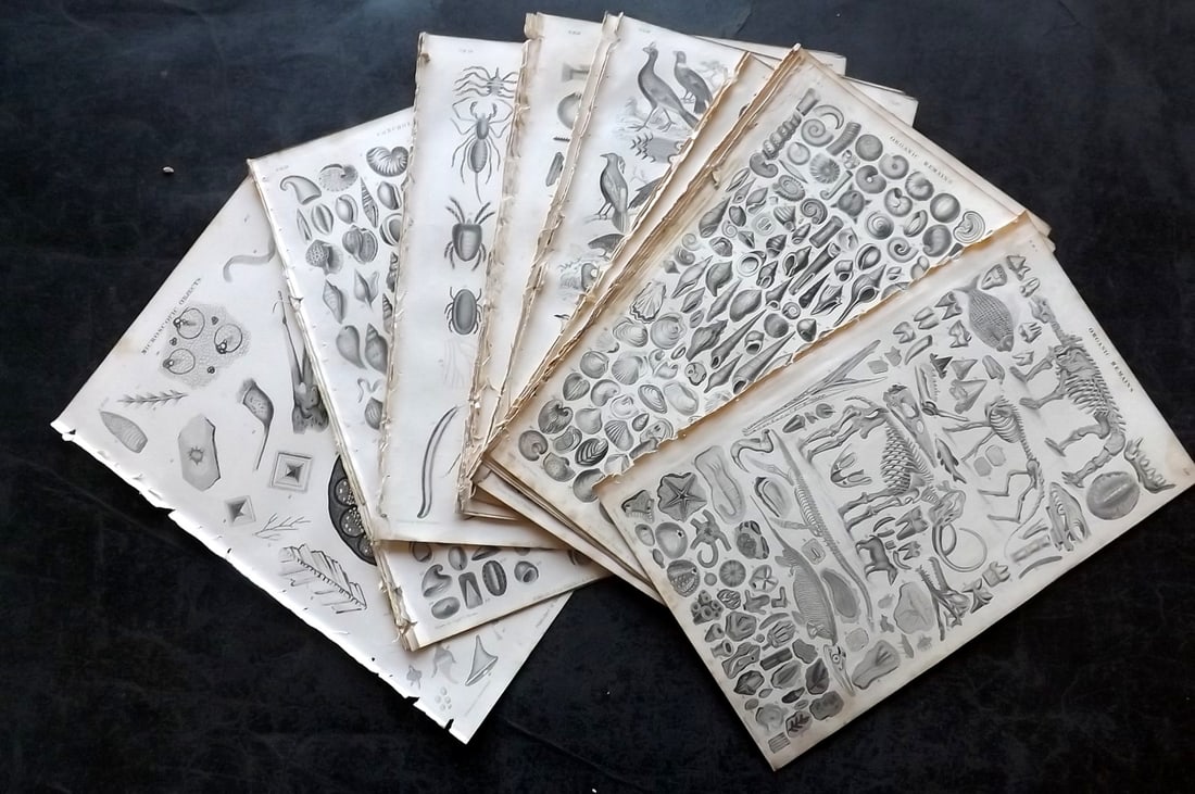 Goldsmith, Oliver 1852 Lot of 27 Natural History & Bird Prints: Steel Engravings Published 1852 by Blackie & Son, London for "A History of the Earth and Animated Nature" by Oliver Goldsmith. Paper Size: 9.5 x 6 inch (24 x 16cm) Good Condition overall