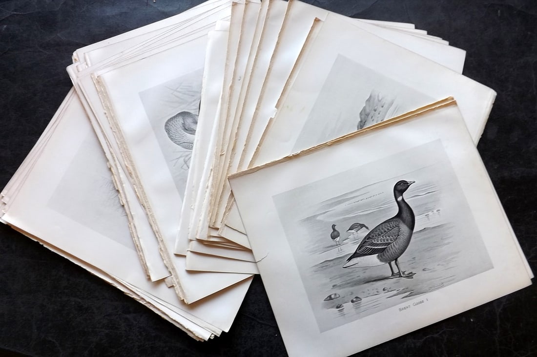 Frohawk, Frederick 1898 Lot of 40 Folio Antique Bird Prints (1 of 8)