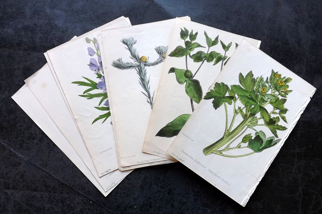 Hogg & Johnson C1870 Lot of 12 Hand Col Botanical Prints: Hand Coloured Lithographs Published 1863-1880, London for "The Wild Flowers of Great Britain" by Robert Hogg & George W. Johnson. Paper Size: 9 x 5.5 inch (23 x 14cm) Good Condition