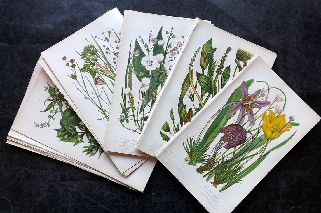 Pratt, Anne C1870 Lot of 17 Antique Botanical Prints: Colour Printed Woodblocks Published C1870, London for "The Flowering Plants and Ferns of Great Britain" by Anne Pratt. Paper Size: 9 x 5.5 inch (23 x 14cm) Good Condition