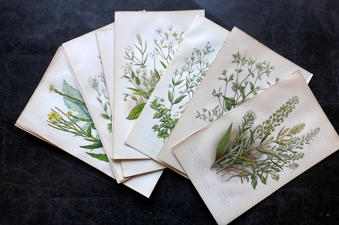 Pratt, Anne C1870 Lot of 16 Antique Botanical Prints: Colour Printed Woodblocks Published C1870, London for "The Flowering Plants and Ferns of Great Britain" by Anne Pratt. Paper Size: 9 x 5.5 inch (23 x 14cm) Good Condition