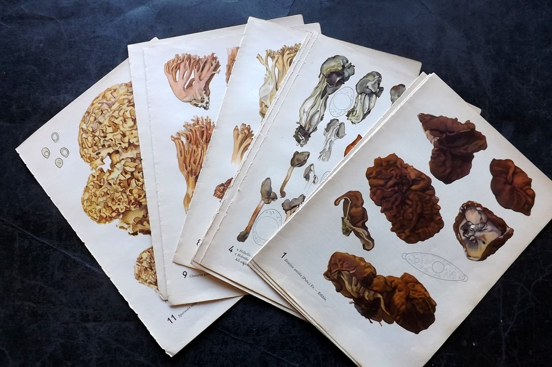 Pilat & Usak 1954 Lot of 10 Folio Mushroom Prints: Folio Offset Lithographs Published 1954, London for "Mushrooms" by Albert Pilat & Otto Usak. Text to the reverse but none showing through front side. Paper Size: 11.5 x 8 inch (29 x 20cm) Good Conditi