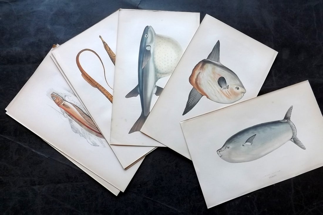 Couch, Jonathan 1878 Lot of 10 Antique Fish Prints (1 of 4)