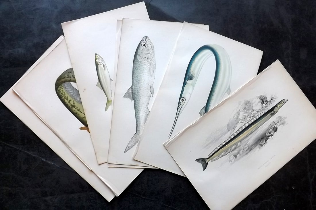 Couch, Jonathan 1878 Lot of 10 Antique Fish Prints: Colour Printed Woodblock Published 1877-78, London for "A History of the Fishes of the British Islands" by Jonathan Couch. Paper Size: 10 x 6.5 inch (25 x 17cm) Good Condition