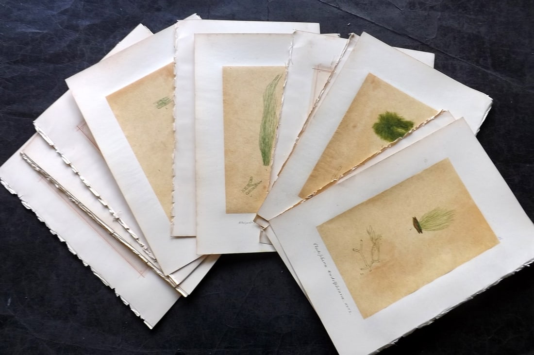 Original Art C1875 Lot of 10 Green Seaweed Pen, Ink & Watercolours (1 of 6)
