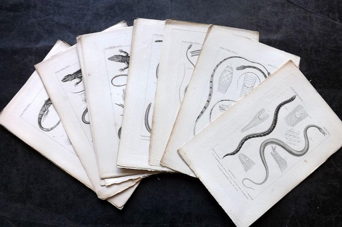Cuvier, Baron C1830 Lot of 16 Antique Lizards & Snakes Prints: Antique Steel Engraving Published 1829-44, Paris for "Iconographie du regne animal de G. Cuvier" by the Baron Cuvier. Paper Size: 9.5 x 6 inch (24 x 16cm) Good Condition