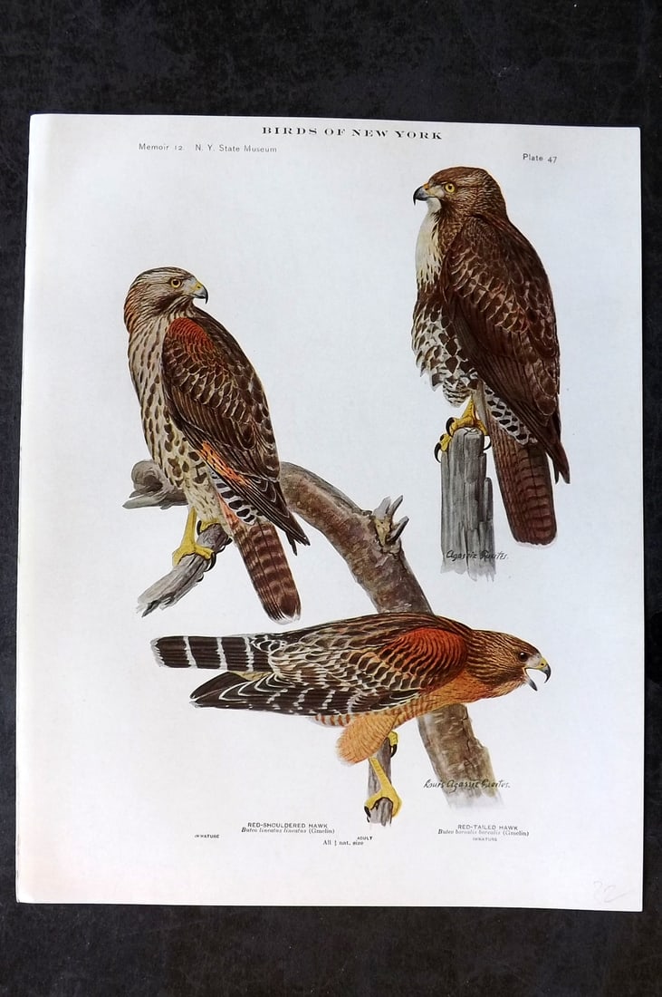 Eaton & Fuertes Birds of New York 1914 Print. Red Shouldered & Red Tailed Hawk 47 (1 of 1)