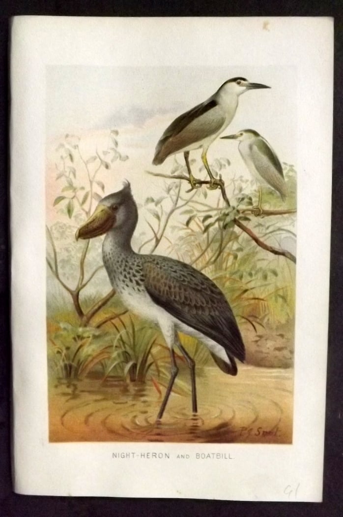 Lydekker, Richard 1896 Antique Bird Print. Night Hero and Boatbill (1 of 1)