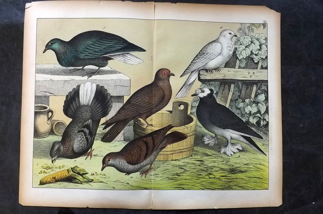 Schubert, Gotthilf C1880 Folio Bird Print. Pigeons 20 (1 of 1)