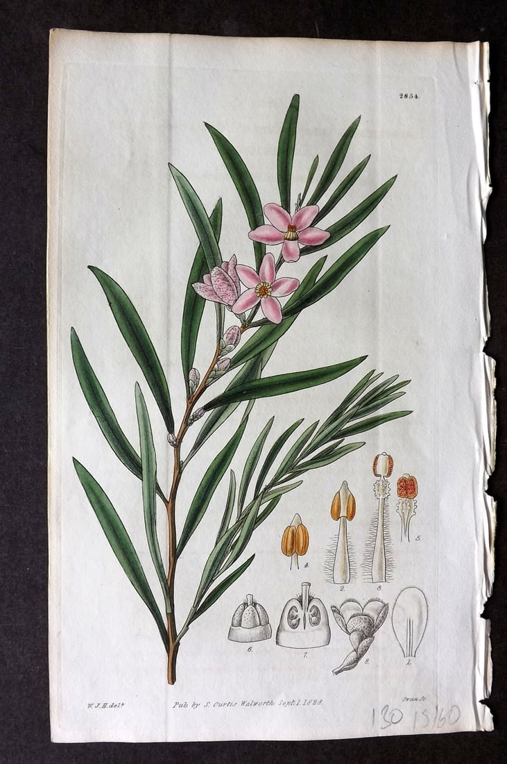 Curtis 1828 HCol Botanical Print. Willow Leaved Eriostemon 2854: Antique Engraving/Etching Published 1787-1904, London for "The Botanical Magazine; or Flower-Garden Displayed" and later "Curtis's Botanical Magazine..." by William Curtis, continued by John Simms and