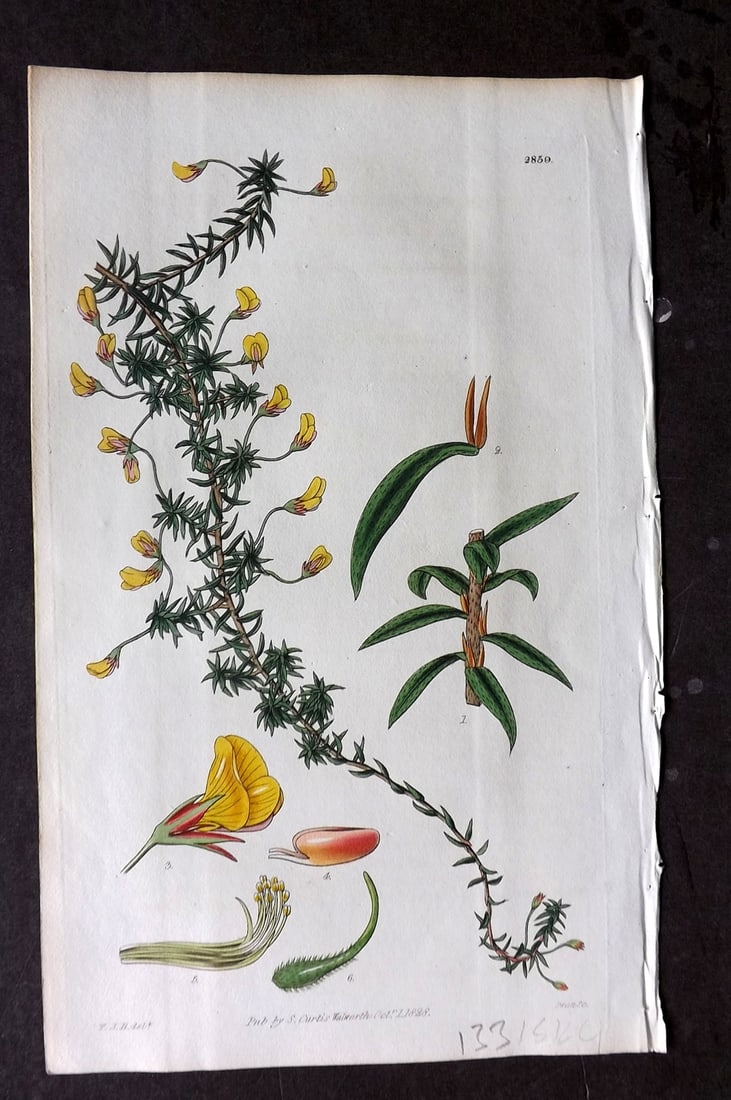 Curtis 1828 HCol Botanical Print. Pedunculated Pultenaea 2859: Antique Engraving/Etching Published 1787-1904, London for "The Botanical Magazine; or Flower-Garden Displayed" and later "Curtis's Botanical Magazine..." by William Curtis, continued by John Simms and