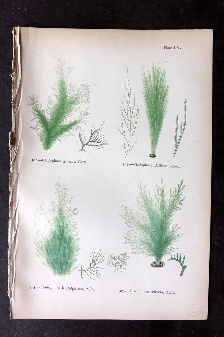 Gatty, Alfred 1872 Antique Seaweed Print. Cladophora 65: Antique Woodblock Published 1872, London for "British Sea-Weeds. Drawn From Professor Harvey's 'Phycologia Britannica'" by Mrs Alfred Gatty. Printed in colours, some plates with additional hand colour